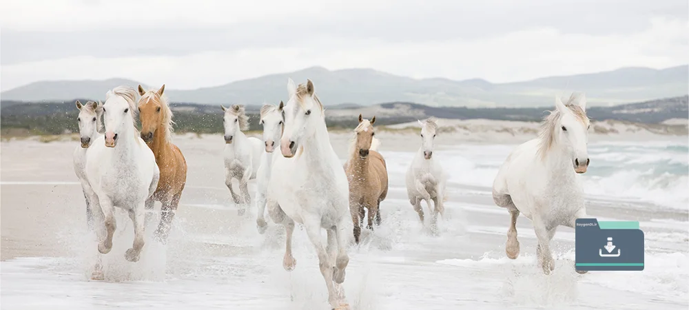 تصاویر اسب در ساحل
