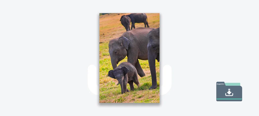 تصاویر پارک ملی مینریای فیل سریلانکا
